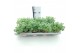 Sedum sieboldii 
