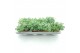 Sedum sieboldii 