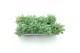 Sedum sieboldii 
