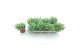 Sedum sieboldii 