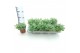 Sedum sieboldii 