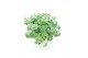 Sedum sieboldii 