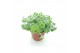 Sedum sieboldii 