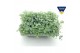 Sedum sieboldii 