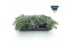 Sedum sieboldii 