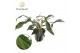 Philodendron Philodendron sp. (bipennefolium x pedatum) overig pp 