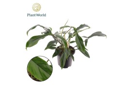 Philodendron Philodendron sp. (bipennefolium x pedatum) overig pp