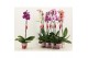 Phalaenopsis mix 1 tak, 9+ bloem - 75cm - Scenza 