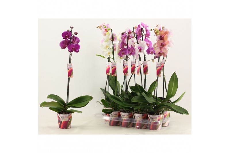 Phalaenopsis mix 1 tak, 9+ bloem - 75cm - Scenza 