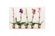Phalaenopsis mix 1 tak, 9+ bloem - 75cm - Scenza 