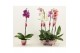 Phalaenopsis mix 1 tak, 9+ bloem - 75cm - Scenza 