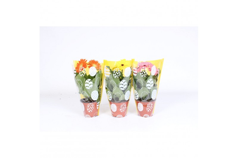 Gerbera mix belicht  paasei hoes 