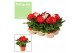 Gerbera flori line rood Feel Green, nature Decorum rood tinten 