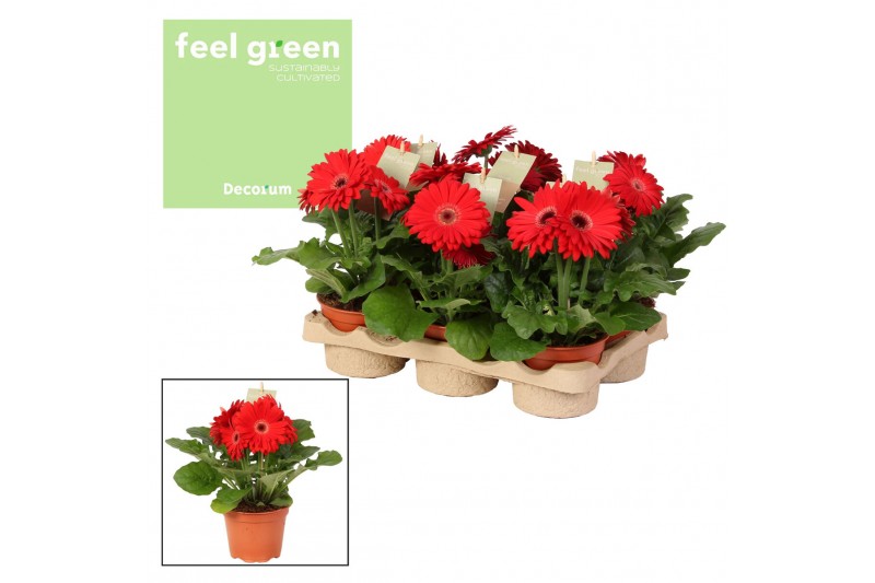 Gerbera flori line rood Feel Green, nature Decorum rood tinten Gerbera flori line rood Feel Green, nature Decorum rood tinten