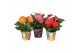 Gerbera mix in paperclip beker 