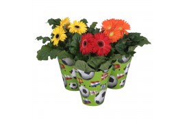 Gerbera mix decorum 2+ bl in beker voetbal en vlag