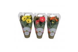 Gerbera mix belicht 2+ bl.  in exc,,500,
