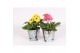 Gerbera mix belicht 2+ in pot met berken print 