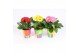 Gerbera mix belicht 2+bl in potlood beker 