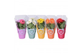 Gerbera mix MoreLIPS 2+