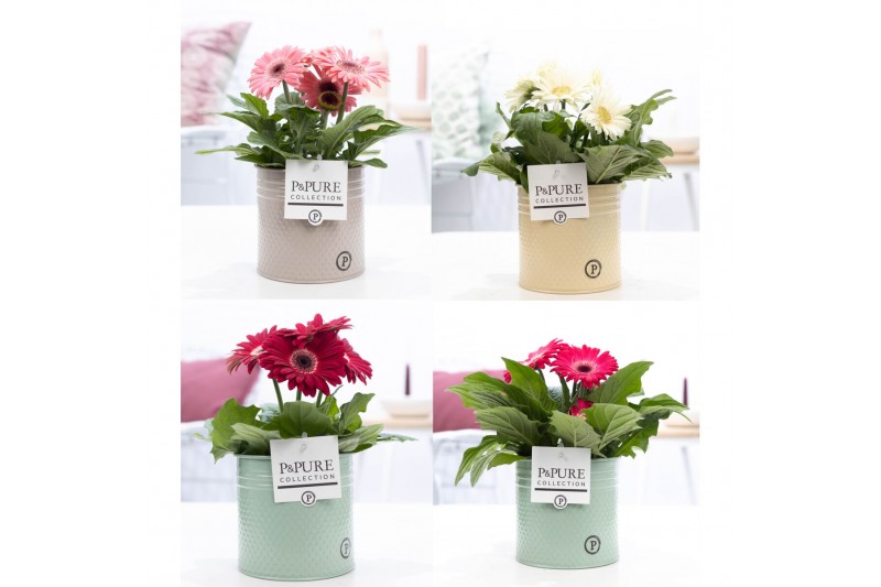 Gerbera mix Gerbera belicht 2+ in Pure Zinc Louise 3 ass Gerbera mix Gerbera belicht 2+ in Pure Zinc Louise 3 ass