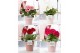 Gerbera mix belicht 2+ in Pure Ruby 2 ass 