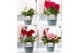 Gerbera mix belicht 2+ in Pure Valeri 2 ass 