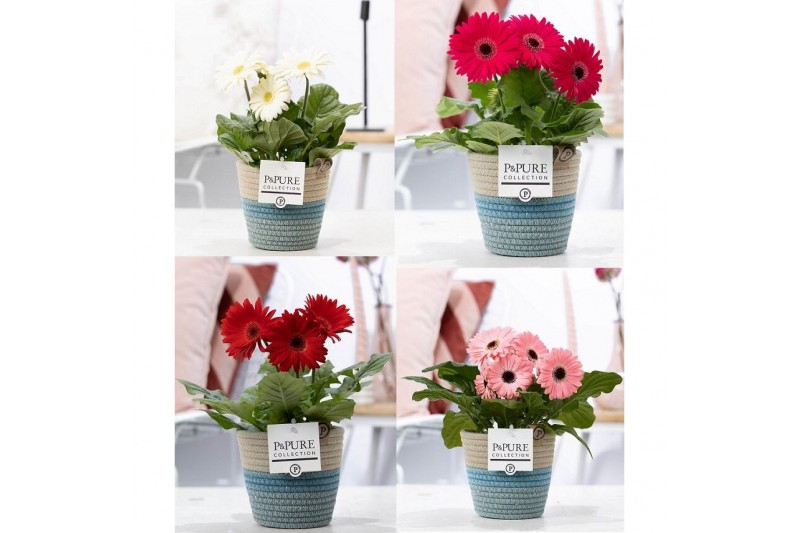 Gerbera mix belicht 2+ in Pure Valeri 2 ass 