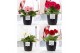 Gerbera mix Gerbera gemengd 2+ in Pure Liv mat zwart. 2 bl. 