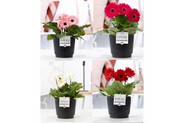 Gerbera mix Gerbera gemengd 2+ in Pure Liv mat zwart. 2 bl.
