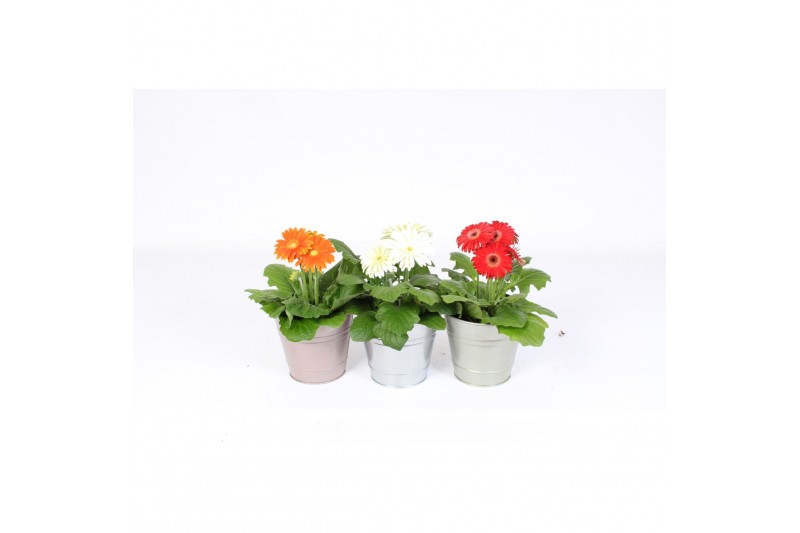 Gerbera mix Gerbera 2+bl 12cm in metallic zinken pot 3 ass 2 bl. Gerbera mix Gerbera 2+bl 12cm in metallic zinken pot 3 ass 2 bl.