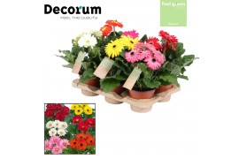 Gerbera mix 3+ bl  Feel Green, nature Decorum