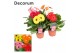 Gerbera mix 3+ bl. hoes Decorum 