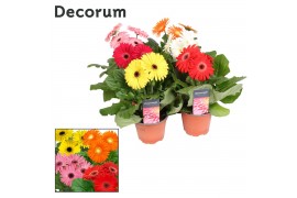 Gerbera mix 3+ bl. hoes Decorum