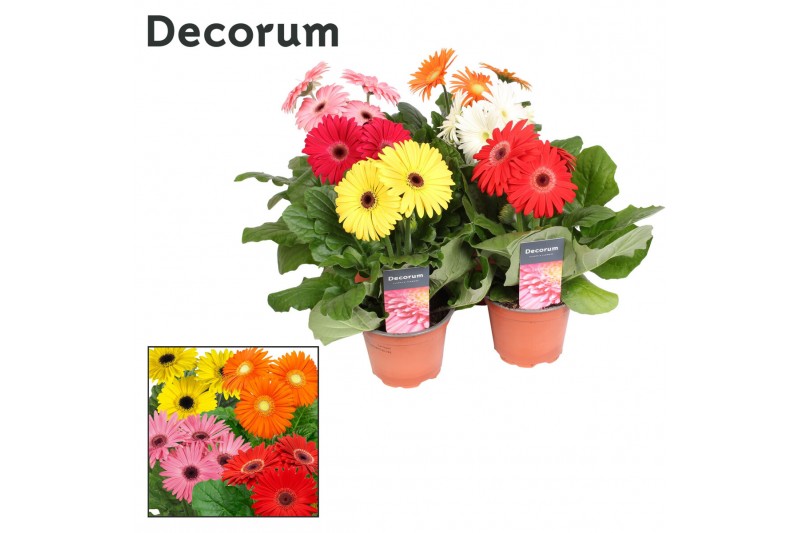 Gerbera mix 3+ bl. hoes Decorum 