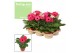 Gerbera flori line paars paarstinten feel green decorum 