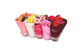 Gerbera belicht mix tisento moederdag,