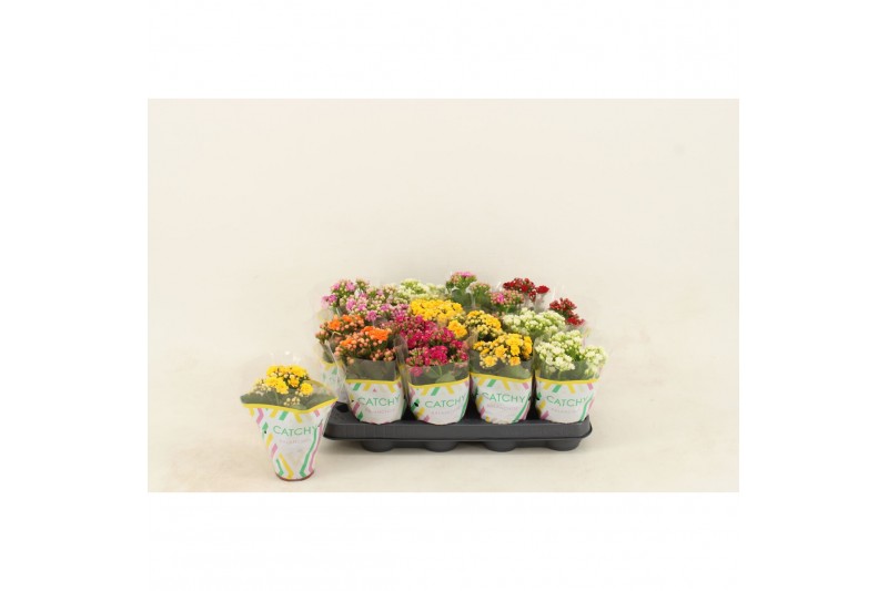 Kalanchoe calandiva mix 