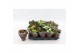 Kalanchoe calandiva mix 