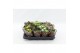 Kalanchoe calandiva mix 