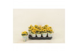 Kalanchoe calandiva nolin