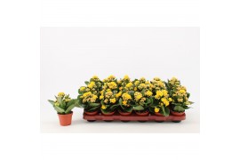 Kalanchoe calandiva geel zonder hoes