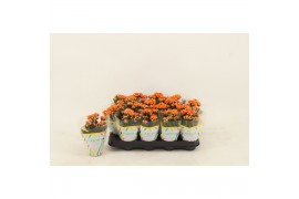 Kalanchoe calandiva oranje