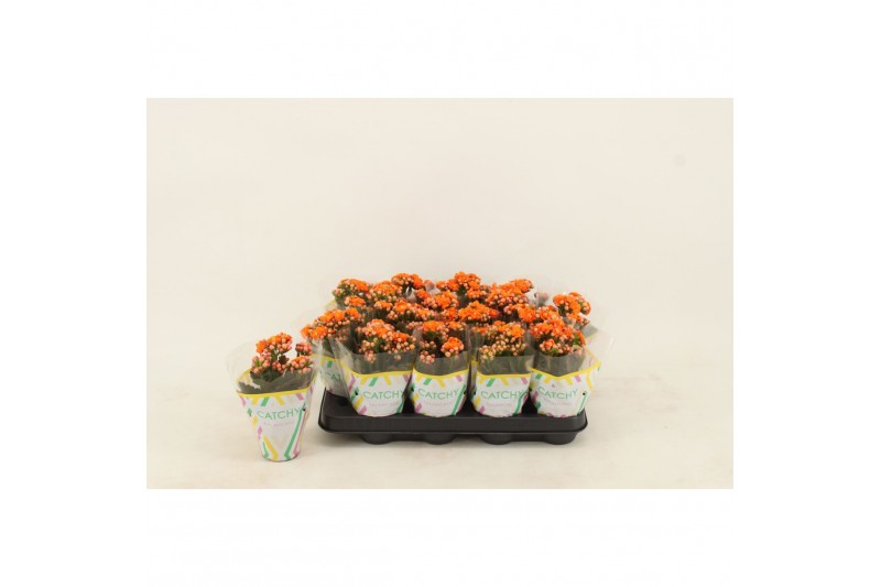 Kalanchoe calandiva oranje 