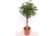 Schefflera arboricola compacta zware vlechtstam 