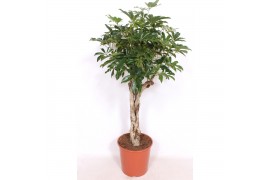 Schefflera arboricola compacta zware vlechtstam