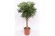 Schefflera arboricola compacta zware vlechtstam 