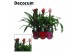 Guzmania mix Exclusive Bol mix - Luxe keramiek 