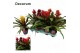 Guzmania mix Special mix 