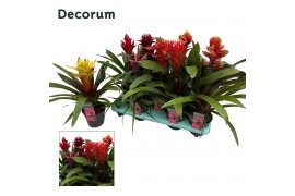Guzmania mix Special mix